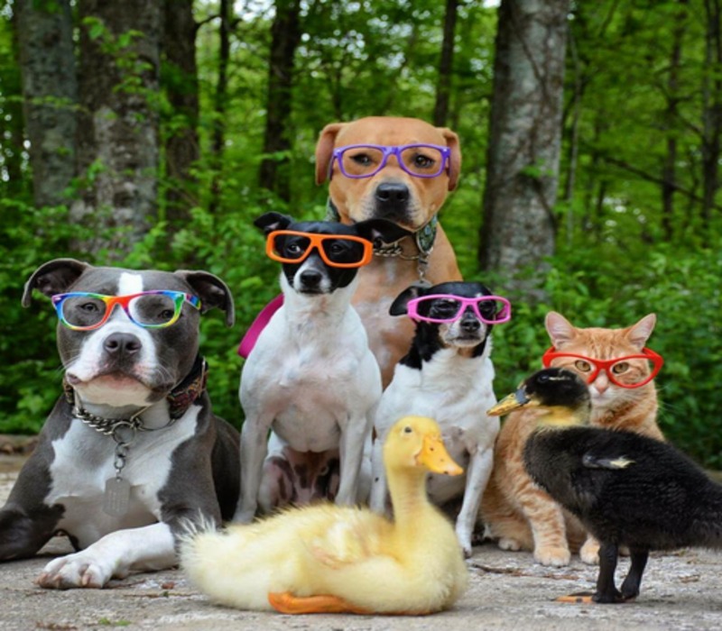Rencontrez cette adorable famille composée de quatre chiens, deux canards et un chat