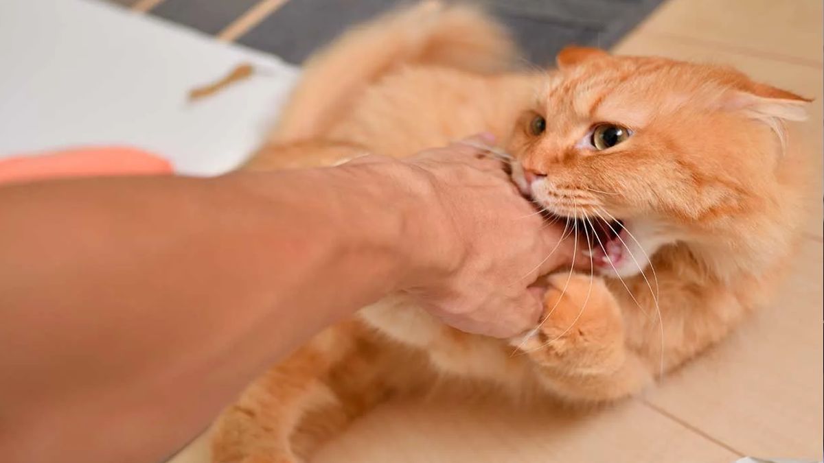 Si le chat vous mord, voici ce que cela signifie vraiment