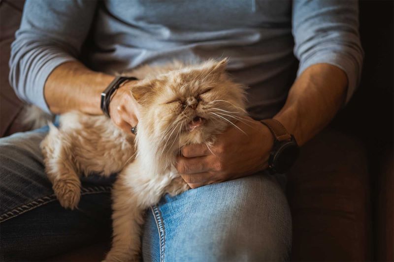 Test en 5 questions pour savoir si votre chat est heureux avec vous
