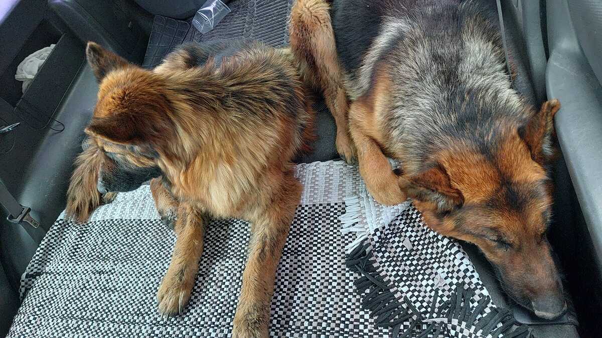 Un chien berger allemand surpris en train de s'occuper d'un chien aveugle et sauvé