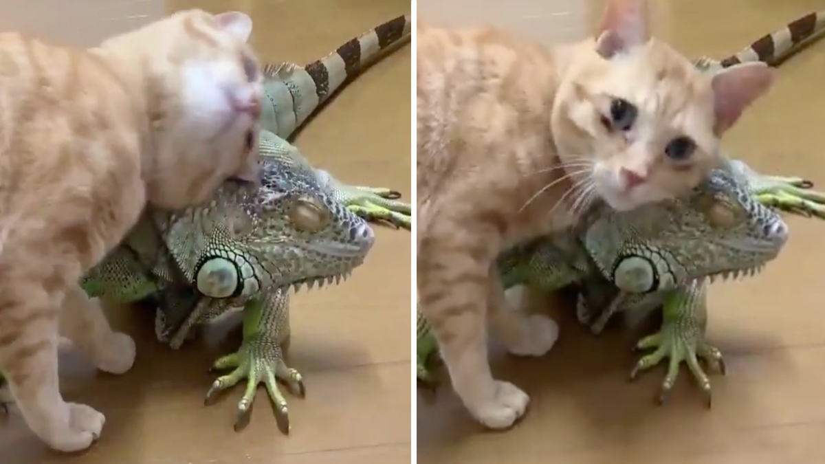 Un chat câlin utilise les écailles de son ami iguane pour se gratter