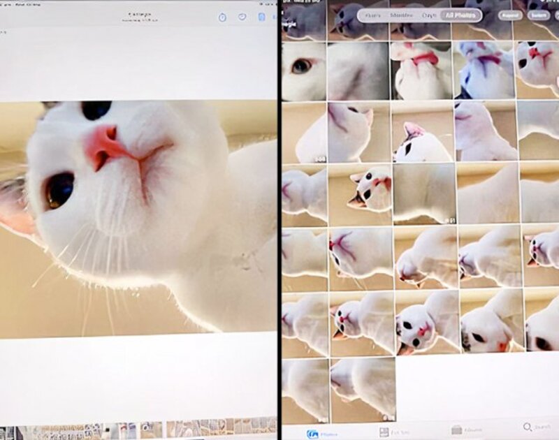 Un chat curieux devient célèbre sur la Toile en prenant de nombreux selfies avec un iPad