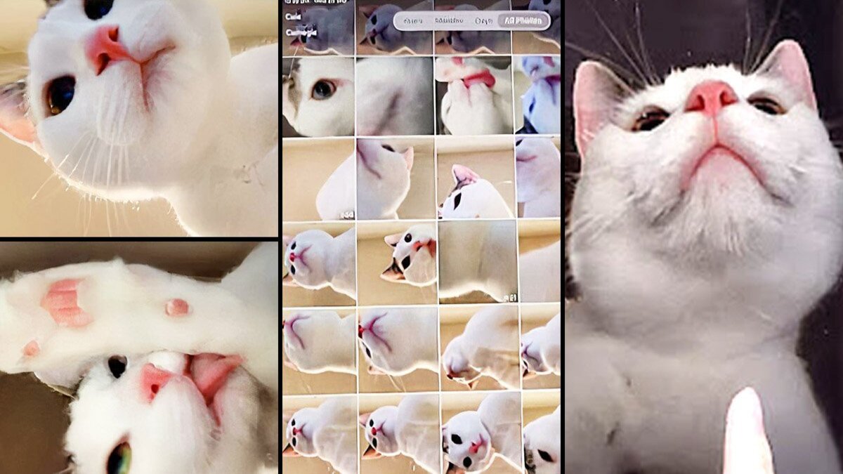 Un chat curieux devient célèbre sur la Toile en prenant de nombreux selfies avec un iPad