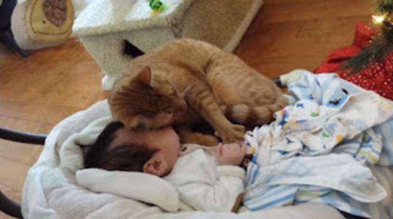 Un chat ne peut s'empêcher de montrer de l'affection à son petit humain