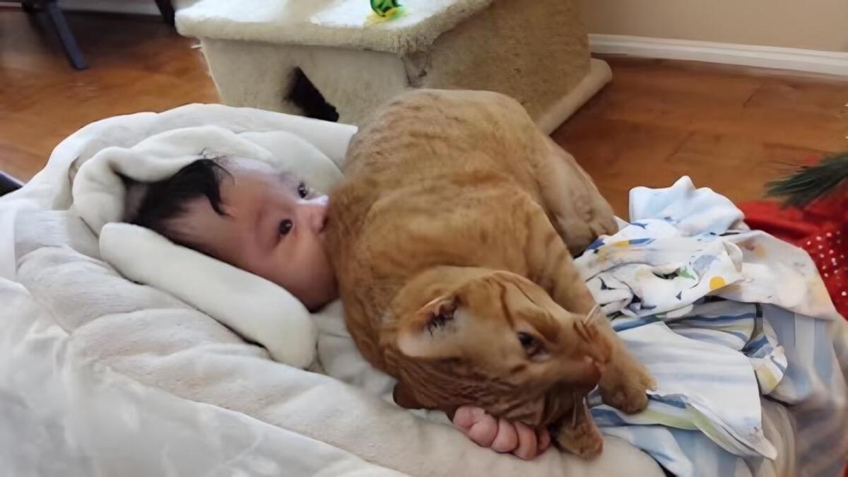 Un chat ne peut s'empêcher de montrer de l'affection à son petit humain