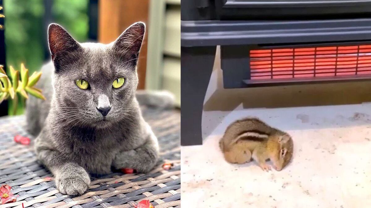 Un chat secouru a sauvé un écureuil au milieu d'une tempête et a démontré son grand cœur