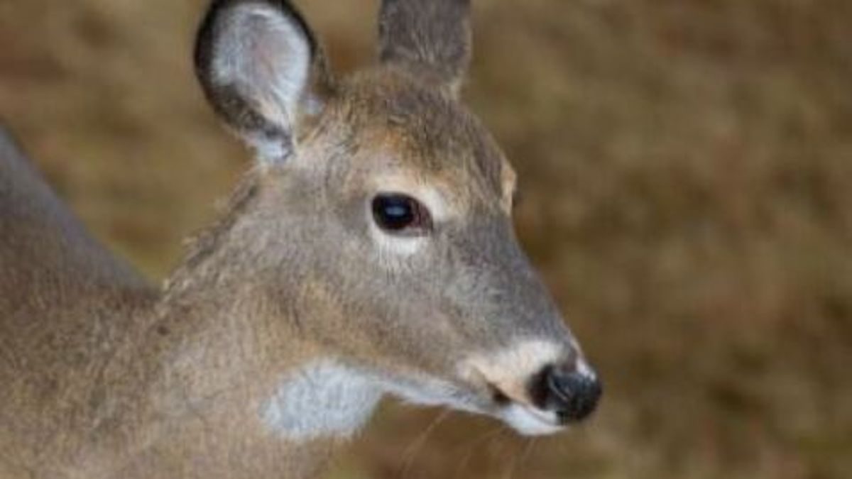 Un chevreuil fonce sur son chien et l’attaque par surprise !