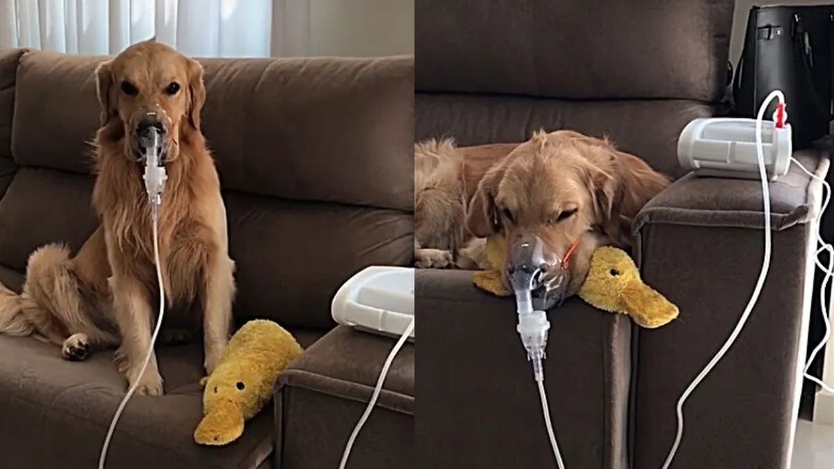 Un chien adopté, souffrant de problèmes respiratoires, n'accepte le traitement que si son doudou est là