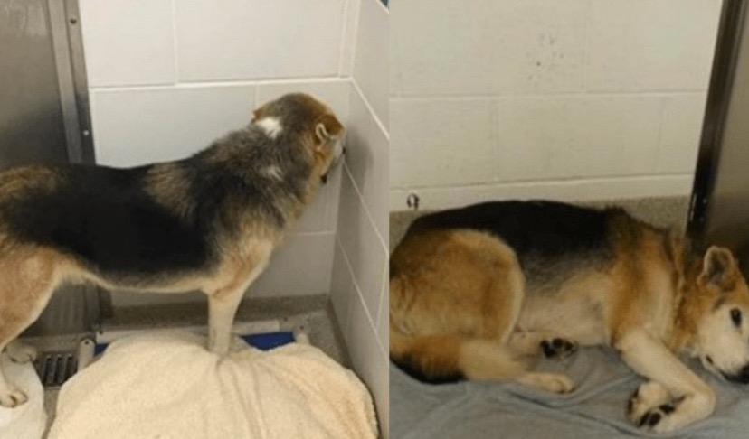 Un chien âgé abandonné dans un chenil trouve le foyer de ses rêves