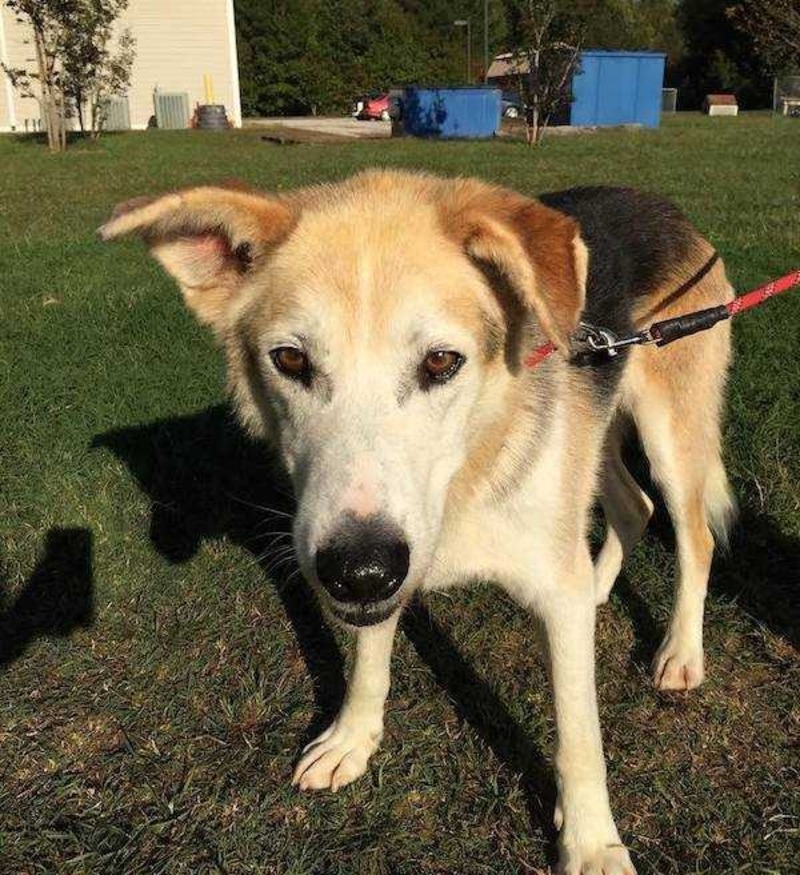 Un chien âgé abandonné dans un chenil trouve le foyer de ses rêves