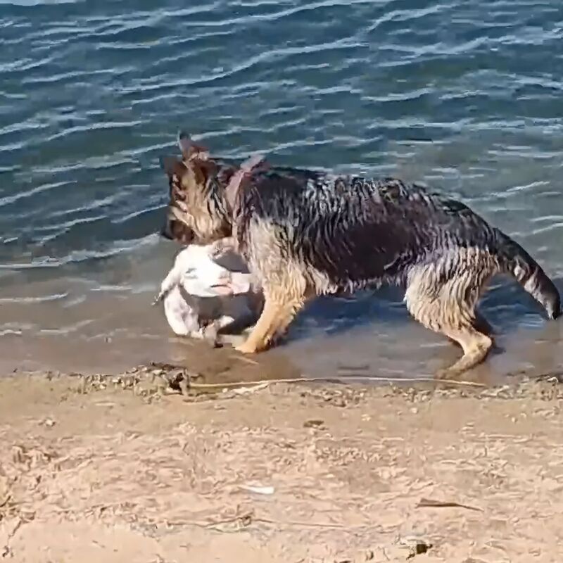 Un chien de berger sauve d'une rivière un agneau en train de se noyer
