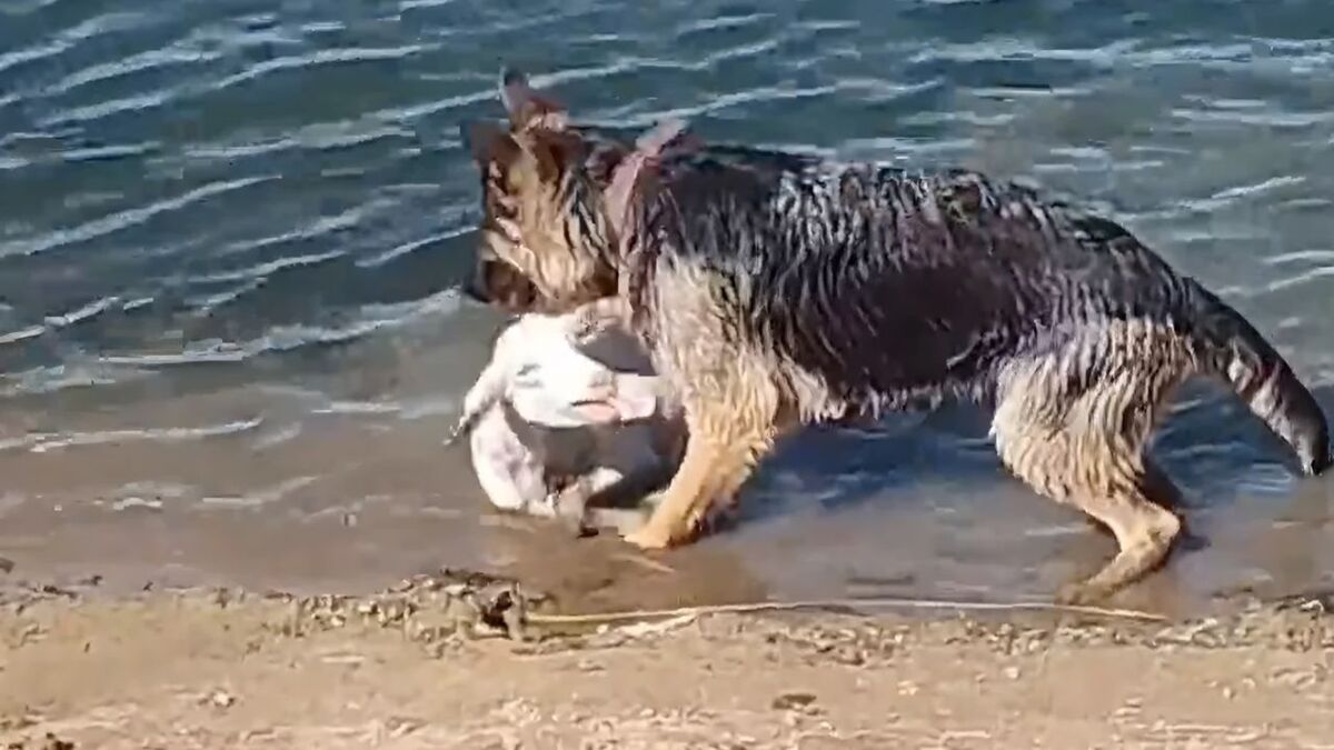 Un chien de berger sauve d'une rivière un agneau en train de se noyer