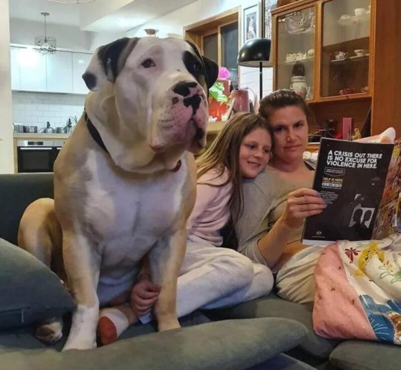 Un chien géant devient viral pour son amitié avec deux petites filles