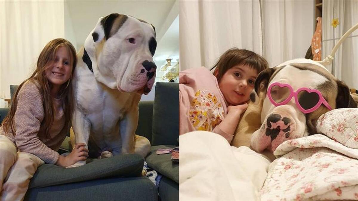 Un chien géant devient viral pour son amitié avec deux petites filles