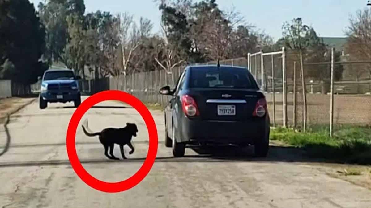 Un chien poursuit une voiture, les policiers arrêtent le véhicule et restent sans voix