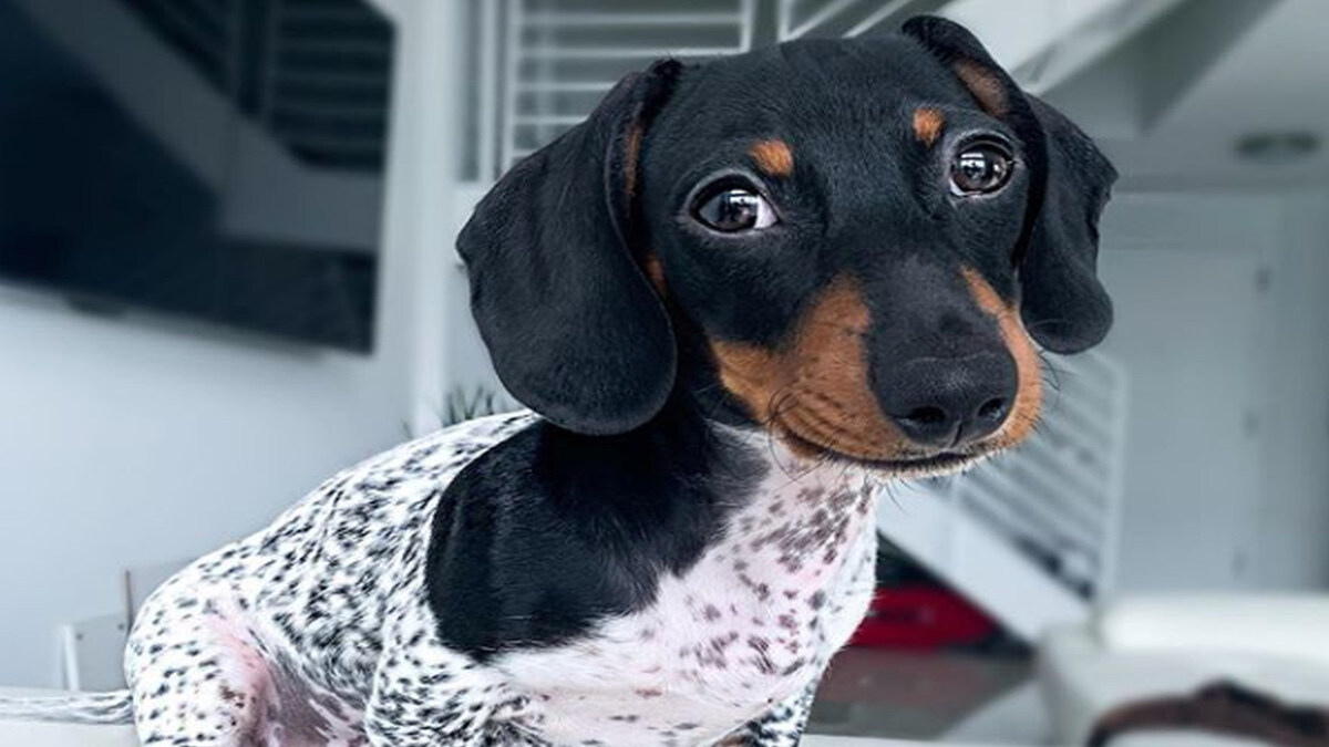 Un chien qui "semble avoir le corps d'une vache" attire l'attention de tous !