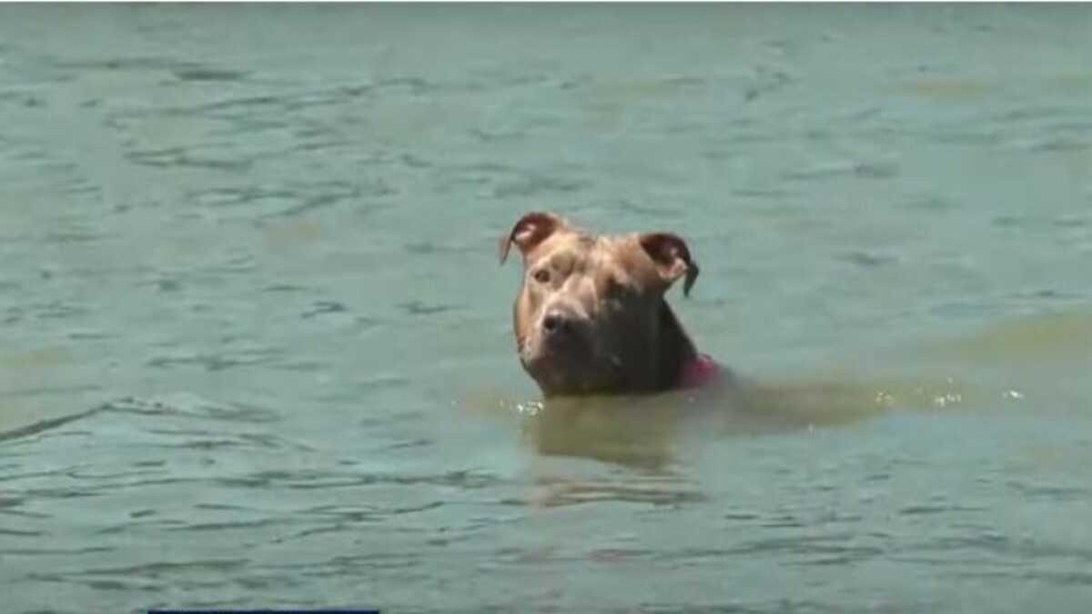 Un chien retrouvé vivant après être tombé d'un crevettier et avoir nagé six miles jusqu'au rivage