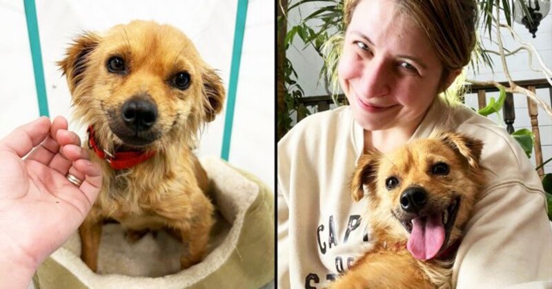 Un chien sauvé d'un refuge sombre sourit en signe de gratitude