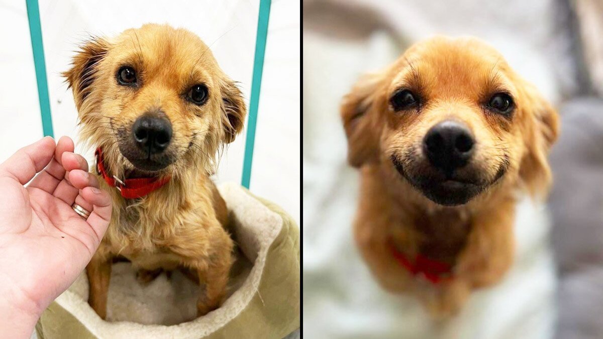 Un chien sauvé d'un refuge sombre sourit en signe de gratitude