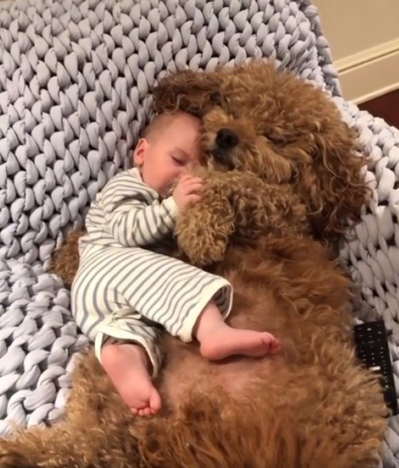 Un chien s'endort à côté du bébé de ses maîtres et le câline pour qu'il n'ait pas froid