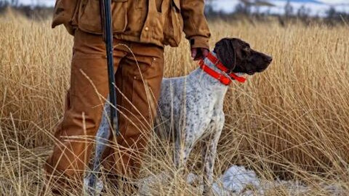 Un chien tire un coup de fusil sur un homme, un accident de chasse dramatique