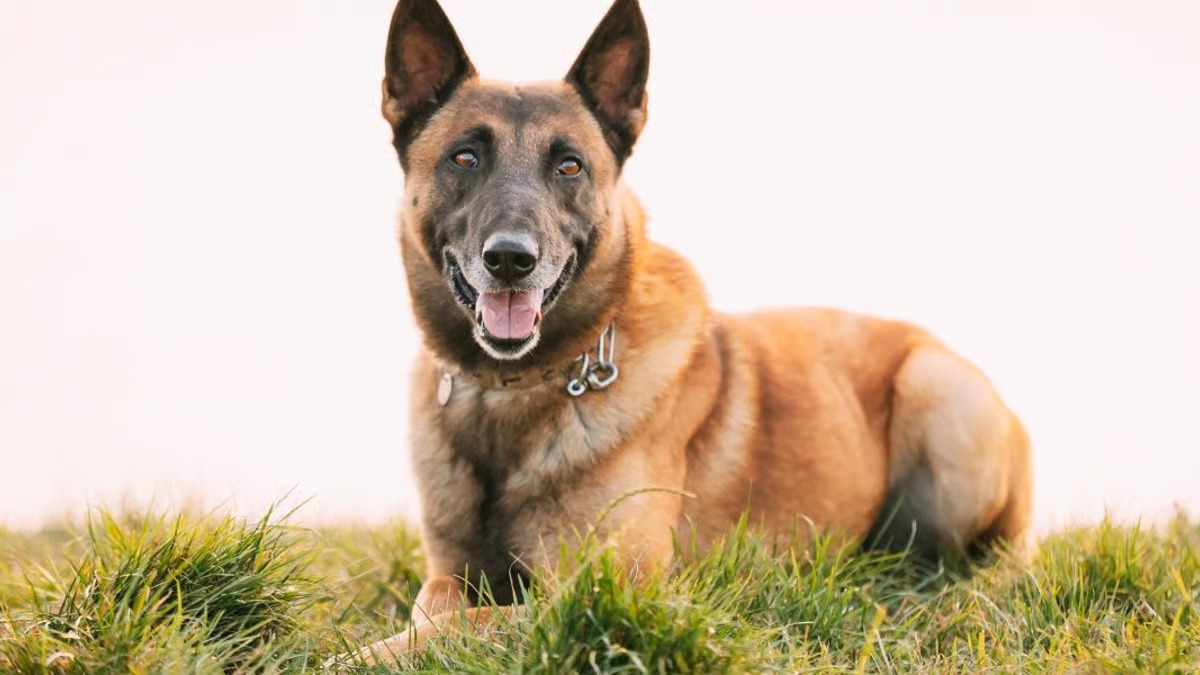 Un chien victime de maltraitance est sauvé par la SPA, sa vie va basculer pour toujours