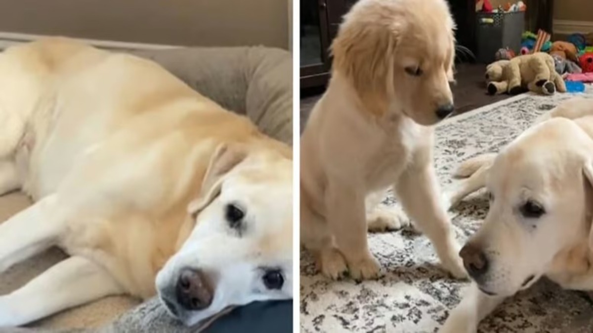 Un chiot entre dans la vie de ce vieux chien, et ce qui se passe est incroyable !