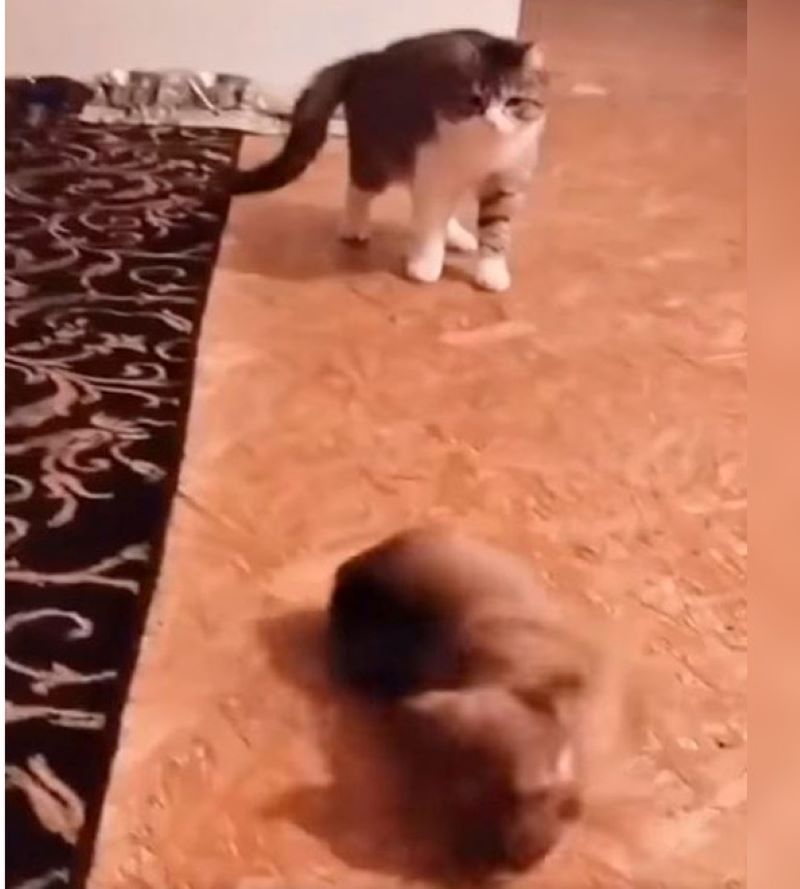 Un chiot fait semblant d'être attaqué par le chat de famille après l'avoir vu pour la 1e fois
