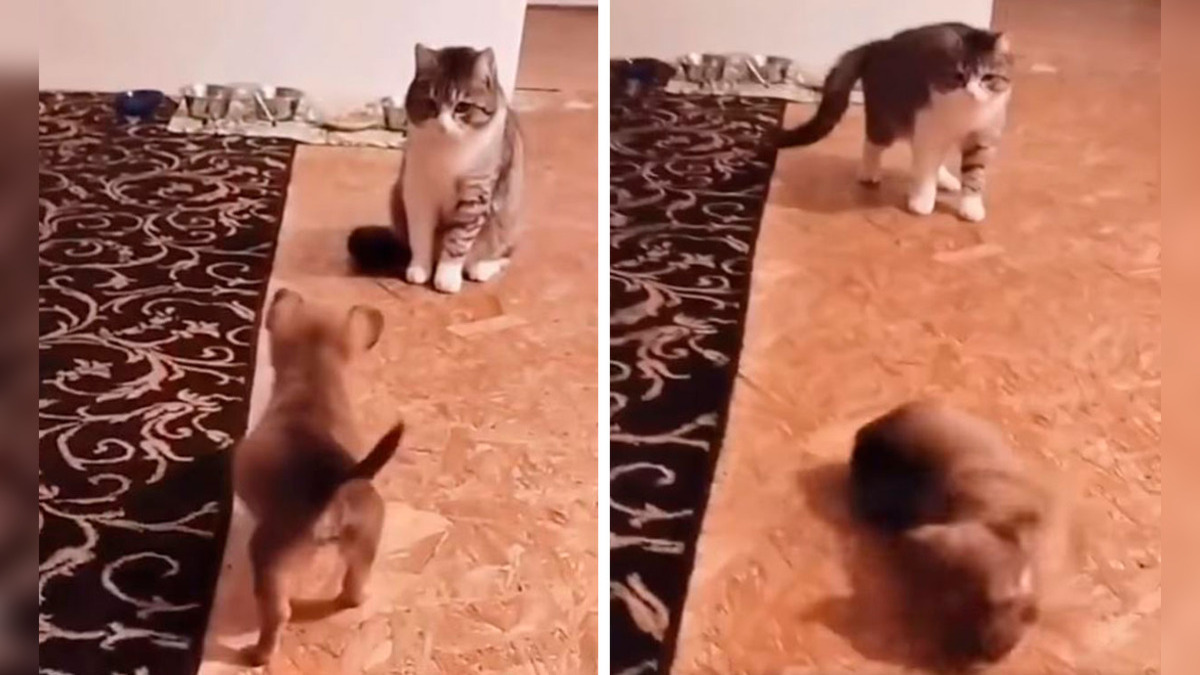 Un chiot fait semblant d'être attaqué par le chat de famille après l'avoir vu pour la 1e fois