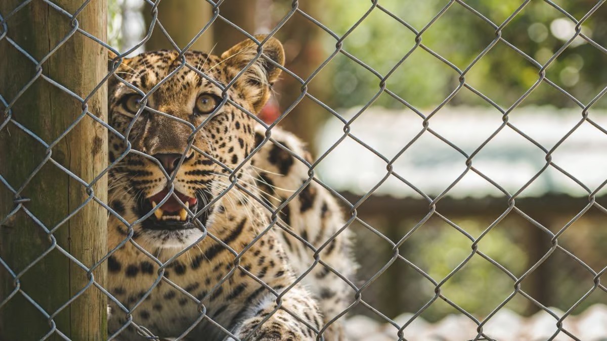 Un chiot Labrador et un guépard se rencontrent dans un zoo, la suite est impensable !