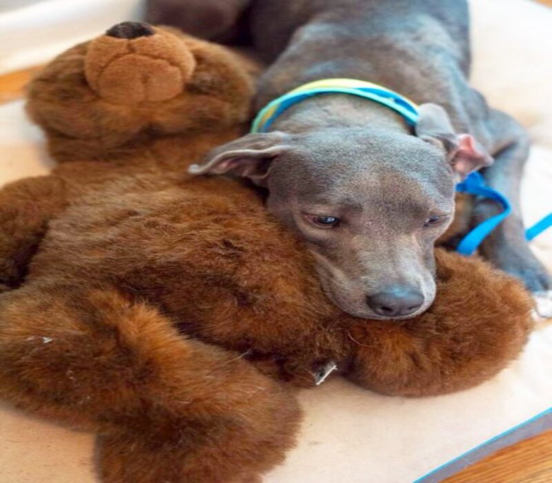 Un chiot refuse de se séparer de son ours en peluche après avoir été abandonné par sa famille