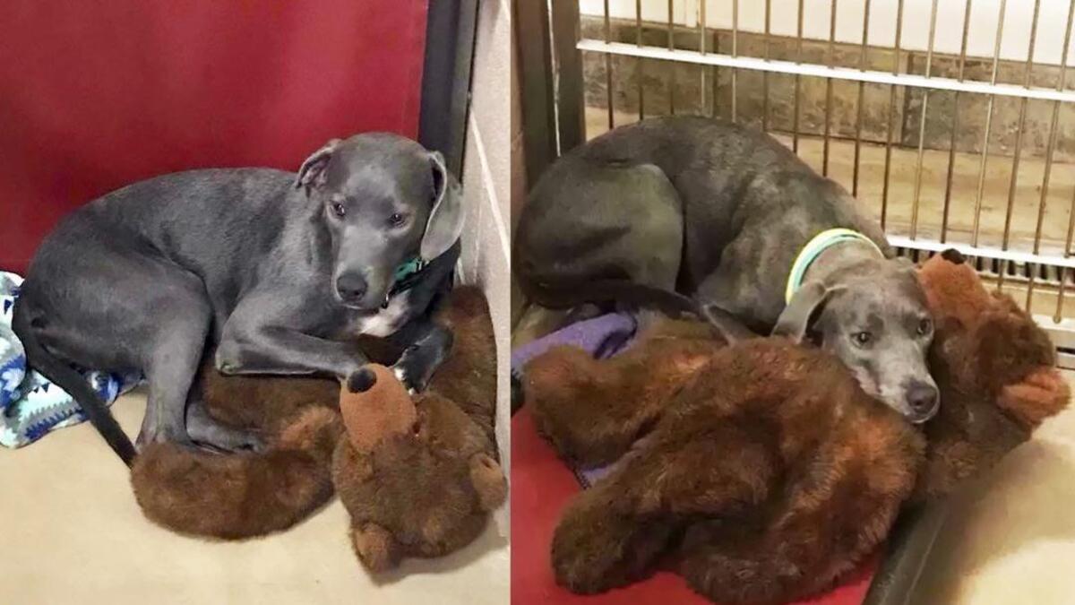 Un chien refuse de se séparer de son ours en peluche après avoir été abandonné par sa famille