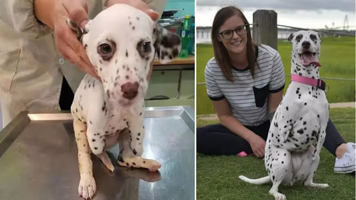 Une chienne dalmatien trouve un foyer aimant après s'être fait couper les pattes avant à l'abattoir