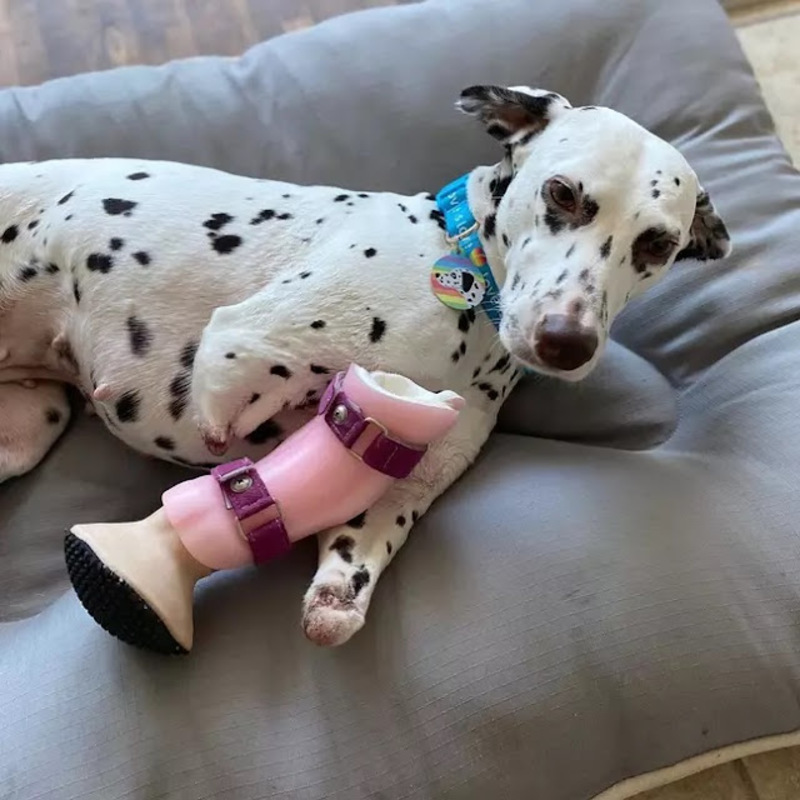 Une chienne dalmatien trouve un foyer aimant après s'être fait couper les pattes avant à l'abattoir