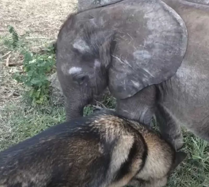 Un éléphanteau abandonné rencontre un chien qui va tout changer !