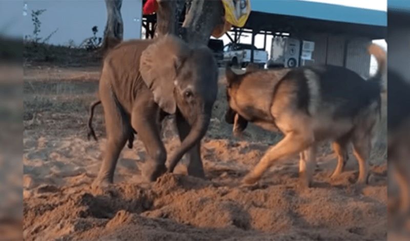 Un éléphanteau abandonné rencontre un chien qui va tout changer !