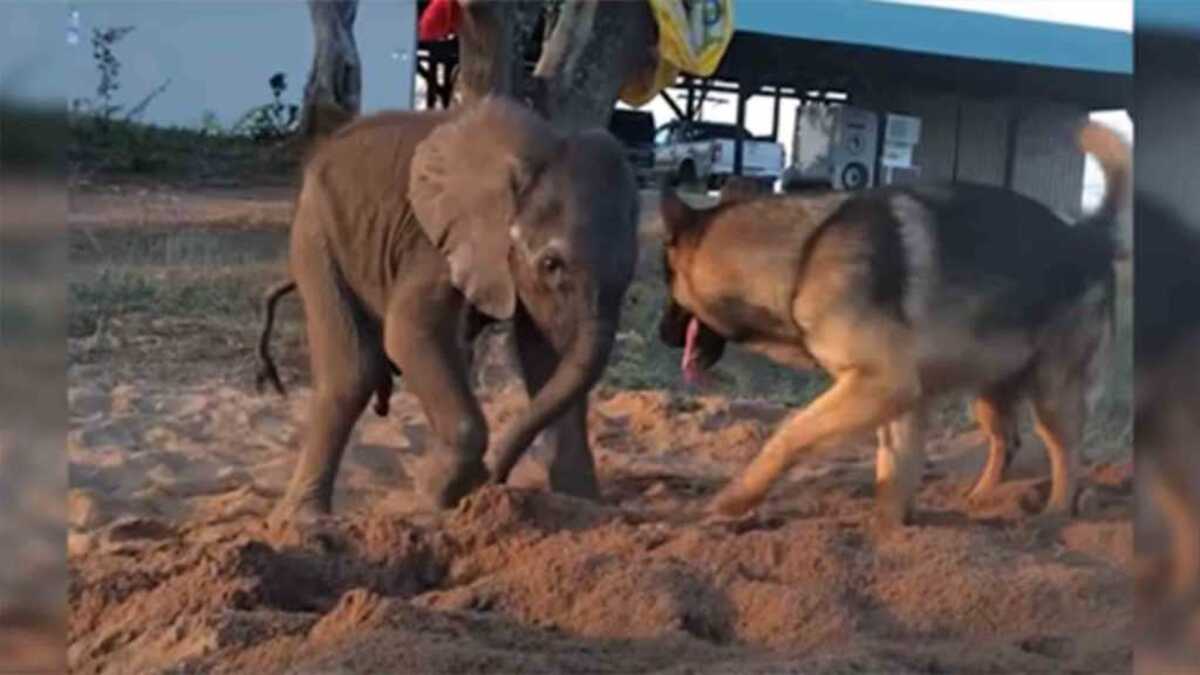 Un éléphanteau abandonné rencontre un chien qui va tout changer !