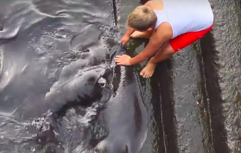 Un enfant caresse une étrange créature marine et réalise tout d’un coup ce que c’est !