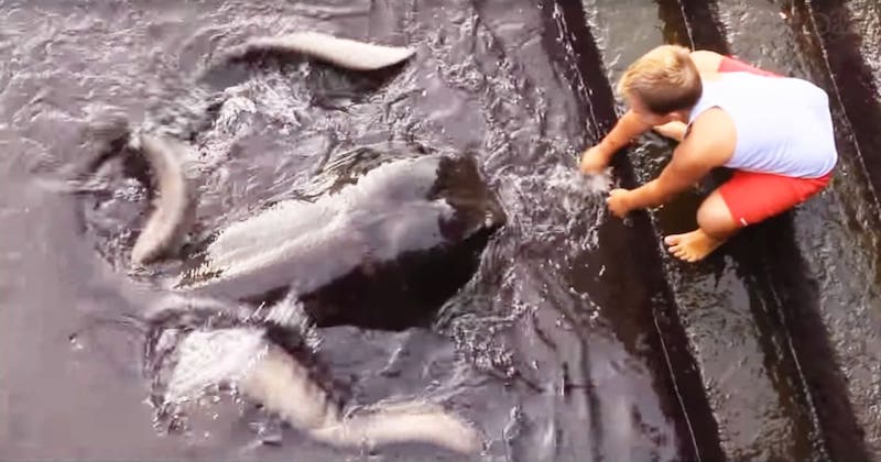 Un enfant caresse une étrange créature marine et réalise tout d’un coup ce que c’est !