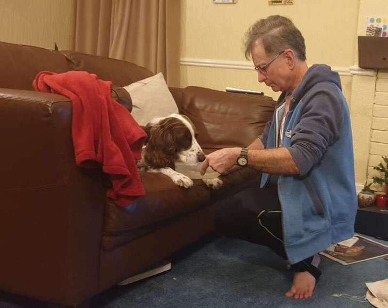 Un chien vit ses derniers instants, son maître dort dans le salon avec lui pour l'accompagner