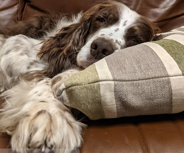 Un homme s'endort dans le salon avec son chien âgé pour l'accompagner dans ses derniers jours