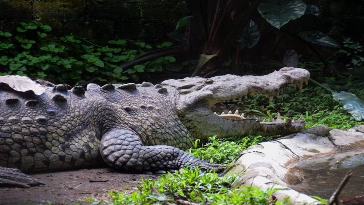 Un homme survit après qu'un crocodile lui a arraché la tête