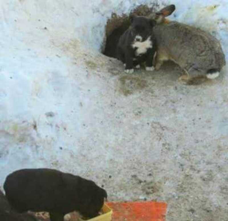 Un lapin adopte trois chiots errants, les protège, les nourrit et les garde au chaud