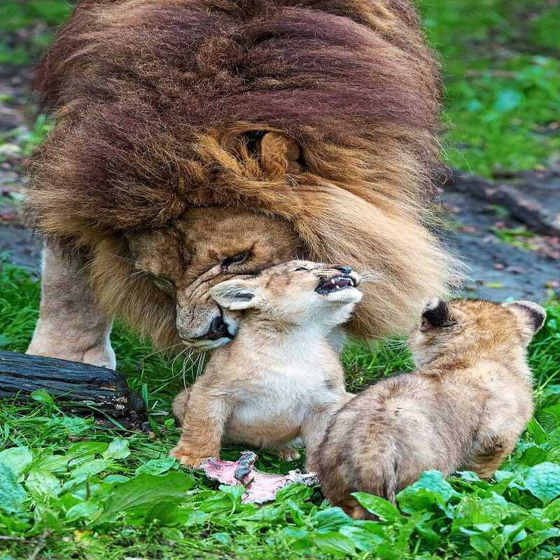 Un père lion s'efforce de s'occuper de ses petits pendant que leur mère se rétablit après avoir été attaquée par une autre lionne
