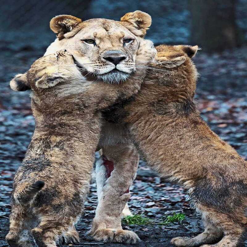Un père lion s'efforce de s'occuper de ses petits pendant que leur mère se rétablit après avoir été attaquée par une autre lionne