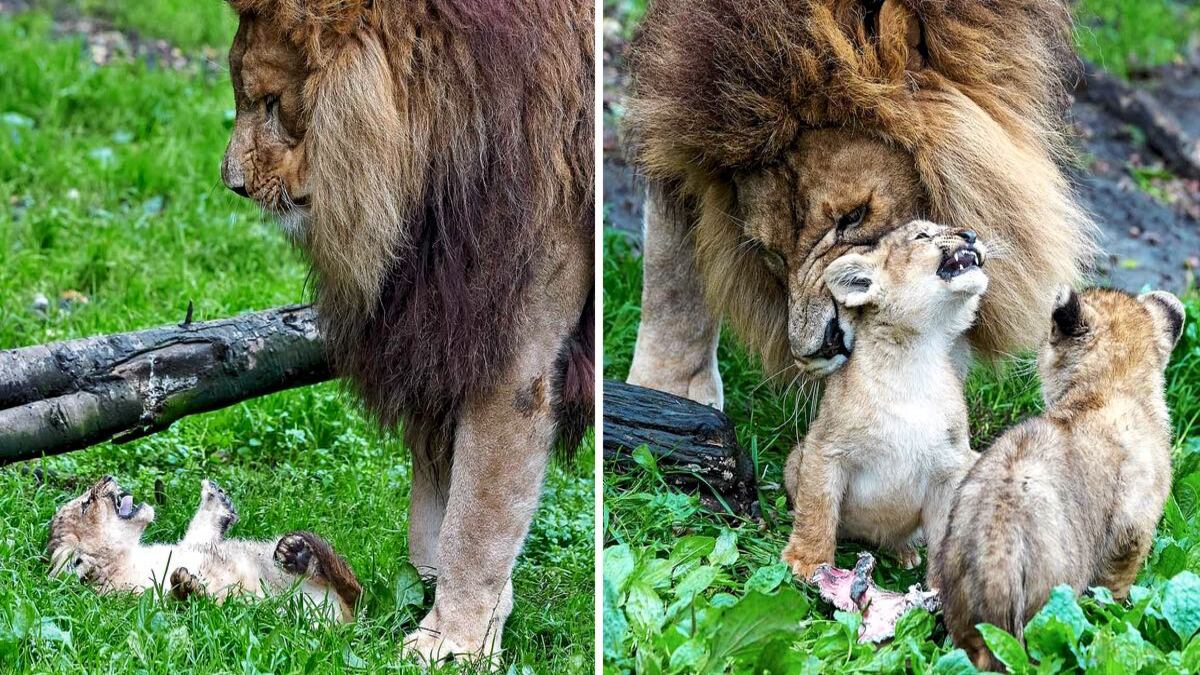 Un père lion s'efforce de s'occuper de ses petits pendant que leur mère se rétablit après avoir été attaquée par une autre lionne