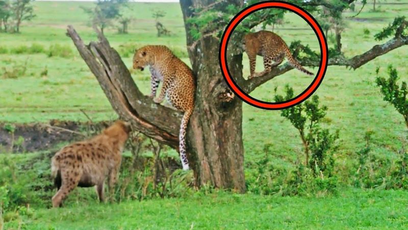 Un petit léopard grimpe à un arbre en présence d'une hyène, vidéo incroyable
