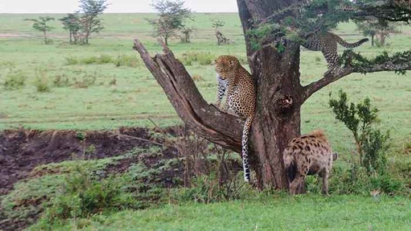 Un petit léopard grimpe à un arbre en présence d'une hyène, vidéo incroyable