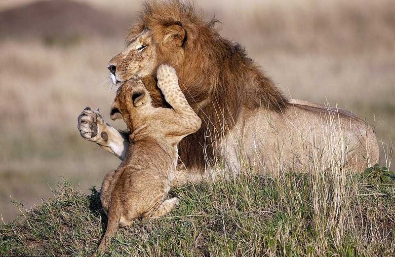 Un photographe capture un père lion et son petit dans une étreinte magique
