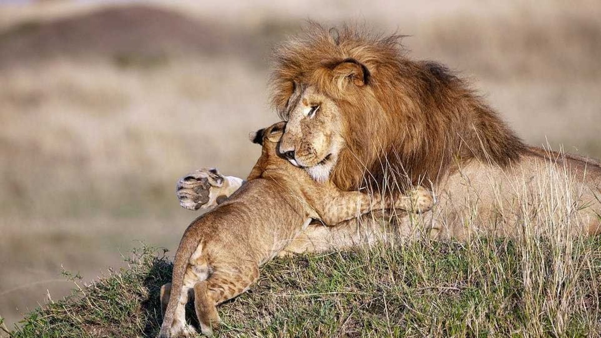 Un photographe capture un père lion et son petit dans une étreinte magique